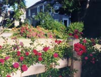 Walsh Rambler Rose
