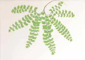 Maidenhair Fern