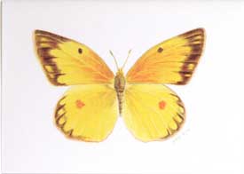 Alfalfa Butterfly (Colias eurytheme)