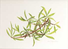 Oleander