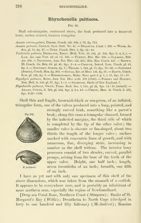 Morse illustrations